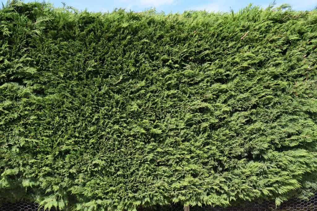 x Cuprocyparis leylandii 60-80 cm